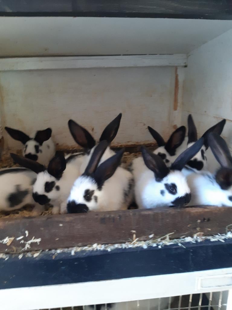 Jonge Lotharingers, Dieren en Toebehoren, Konijnen, Meerdere dieren, Groot