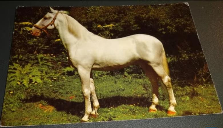 Paarden - Schimmel - Mooie pose, Verzamelen, Verzenden, 1980 tot heden, Gelopen, Paard