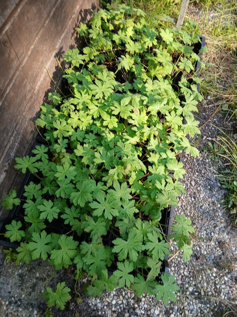 Geranium macrorphyzum, Ophalen, Overige soorten, Volle zon
