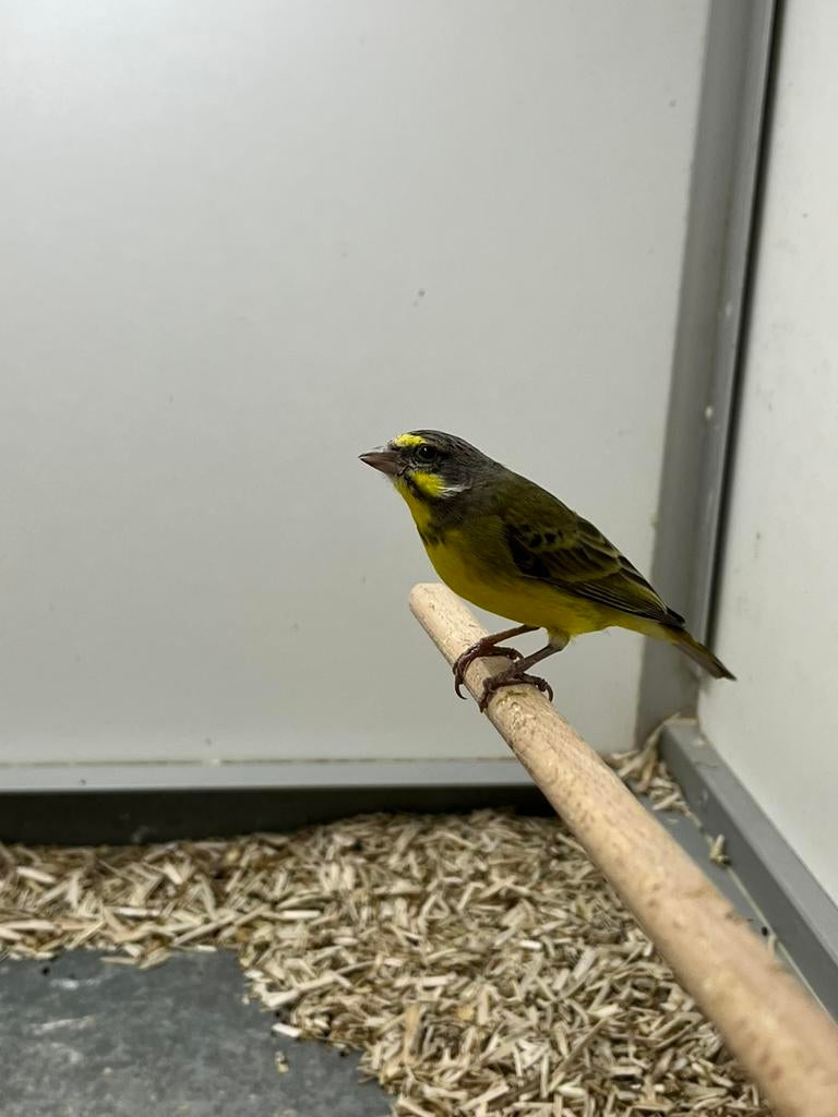 1-1 Mozambique Sijs, Meerdere dieren, Tropenvogel