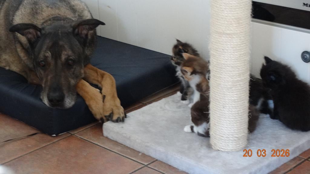 langharige kittens (kater , katers , katertje), Meerdere dieren, Gechipt, 0 tot 2 jaar