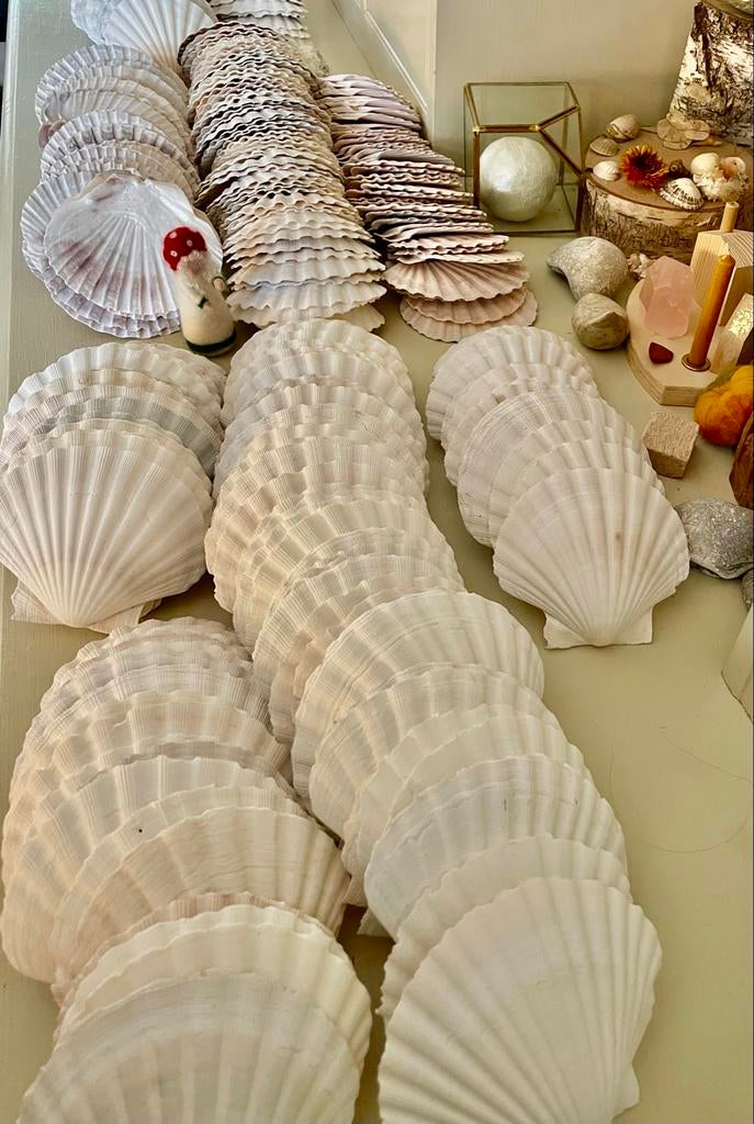 25 Sint Jacobsschelpen decoratie en decoupage schelp groot, Ophalen of Verzenden, Gebruikt, Materiaal