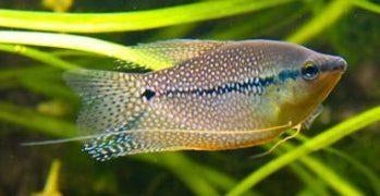 Diamant Gourami - mooie vissen voor het tropisch aquarium, Dieren en Toebehoren, Vissen | Aquariumvissen, Zoetwatervis, Vis