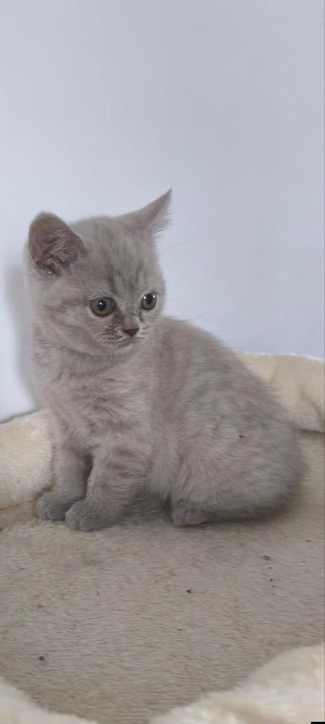 Britse Korthaar poes 9 weken oud