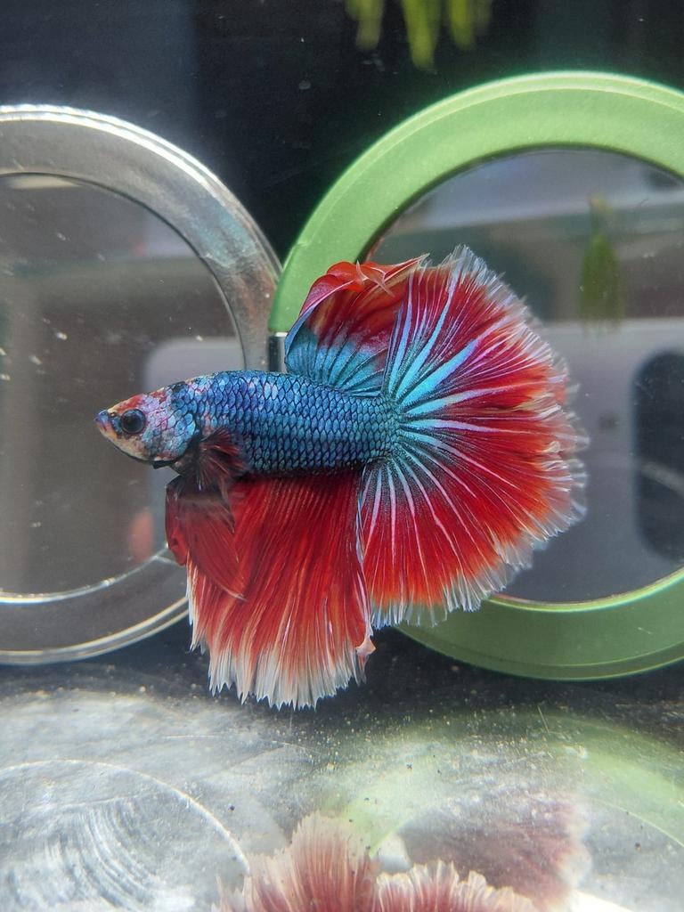 Mega halfmoon betta man, Vis