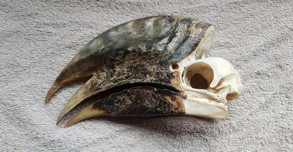 schedel  neushoornvogel, Verzamelen, Ophalen of Verzenden, Zo goed als nieuw, Vogel, Schedel