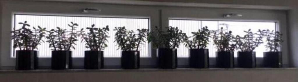 Biologische Crassula Ovata Geldboom stekjes en planten, Huis en Inrichting, Vetplant, Ophalen of Verzenden, In pot, Minder dan 100 cm