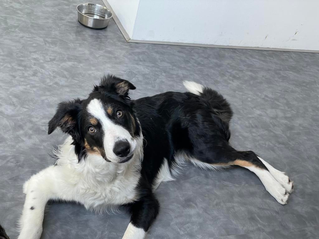 Lieve en leergierige Border Collie (7 maanden), Particulier, 15 weken tot 1 jaar, Reu, Buitenland