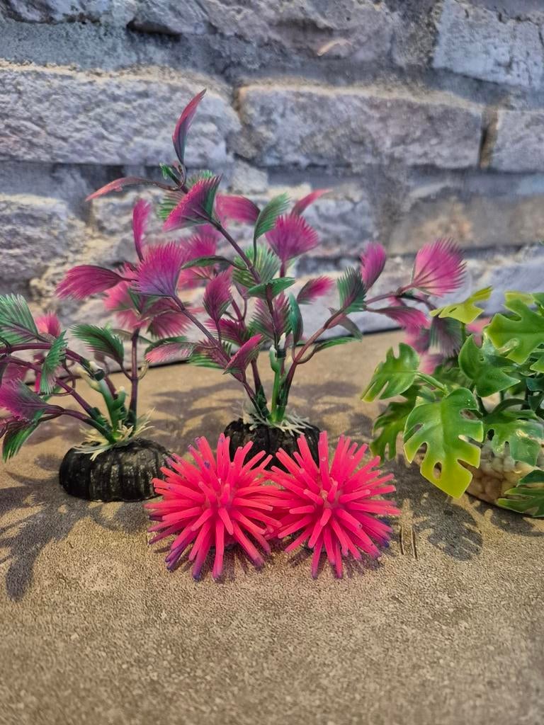 Aquarium decoratie, Ophalen, Plant(en), Steen of Hout