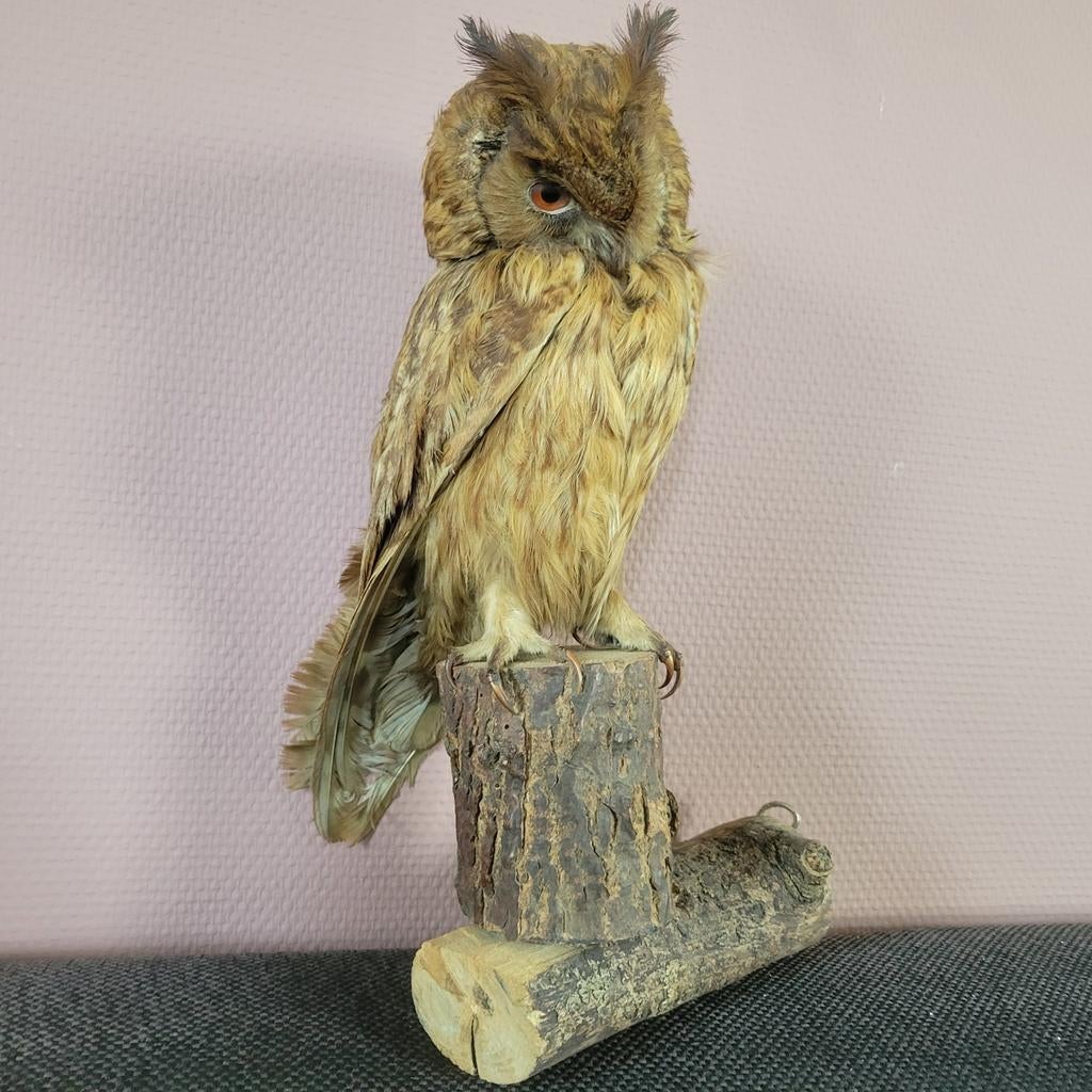 Opgezette ransuil taxidermie op stam – vintage, Verzamelen, Dierenverzamelingen, Ophalen of Verzenden, Gebruikt, Vogel, Opgezet dier