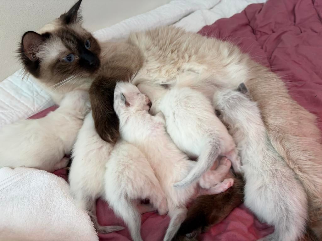Ragdoll kittens MET stamboom VAN ORANJE, Dieren en Toebehoren, Meerdere dieren, Met stamboom, 0 tot 2 jaar