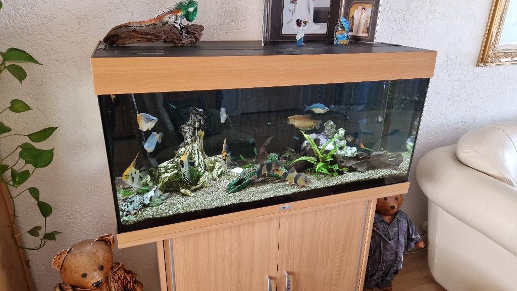 groot aquarium met veel vissen, Ophalen of Verzenden, Gebruikt, Gevuld zoetwateraquarium