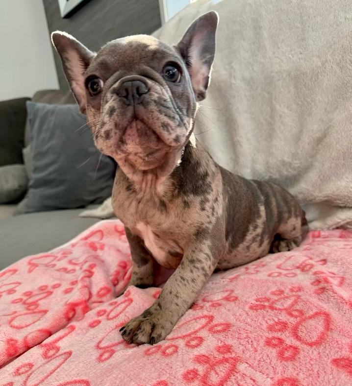 💖 Laatste Blue Merle Franse Bulldog teefje 💖, 15 weken tot 1 jaar, Buitenland, Parvo, Bulldog