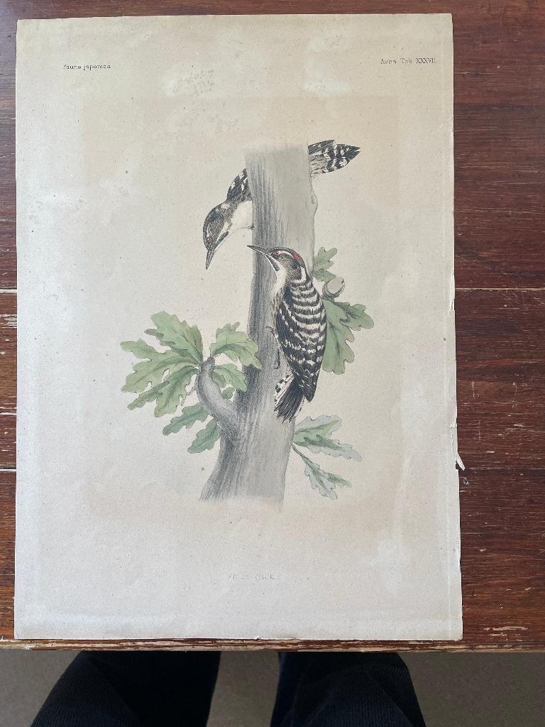 Fauna Japonica Picus Kisuki 1830, Antiek en Kunst, Ophalen of Verzenden