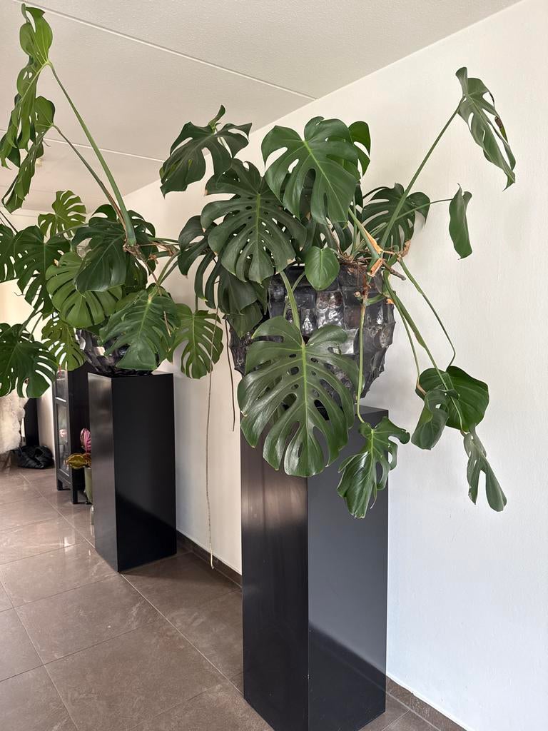 Set van 2 Erik Kuster potten met Eijerkamp sokkels, Tuin en Terras, Ophalen, Overige materialen, Gebruikt, Minder dan 60 cm