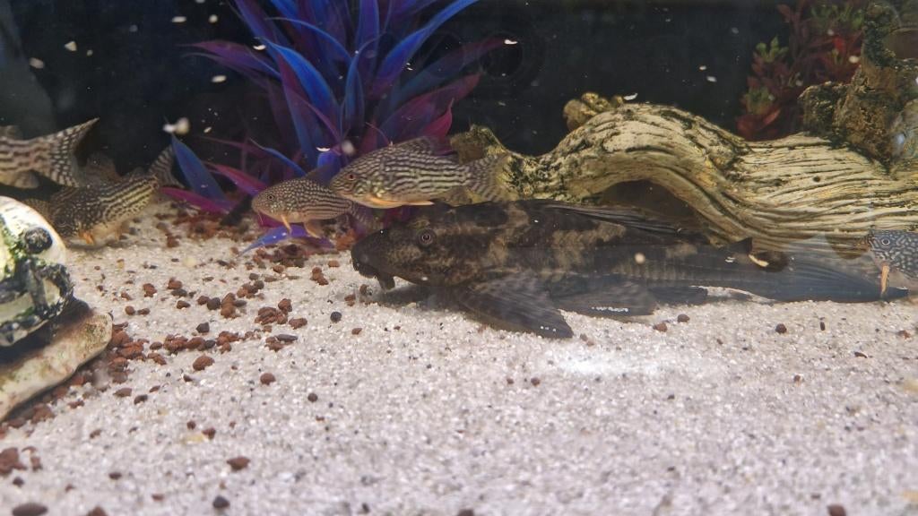 Mooie gezonde pleco, Dieren en Toebehoren, Vissen | Aquariumvissen, Vis, Zoetwatervis