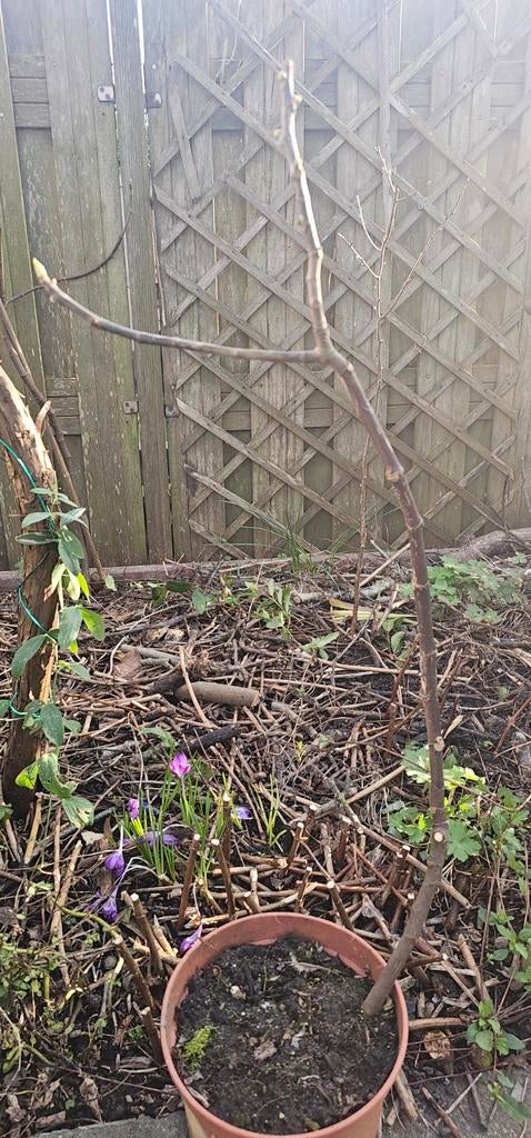 Peretta two timer vijgenboompje, Ophalen, Minder dan 100 cm, Volle zon, In pot