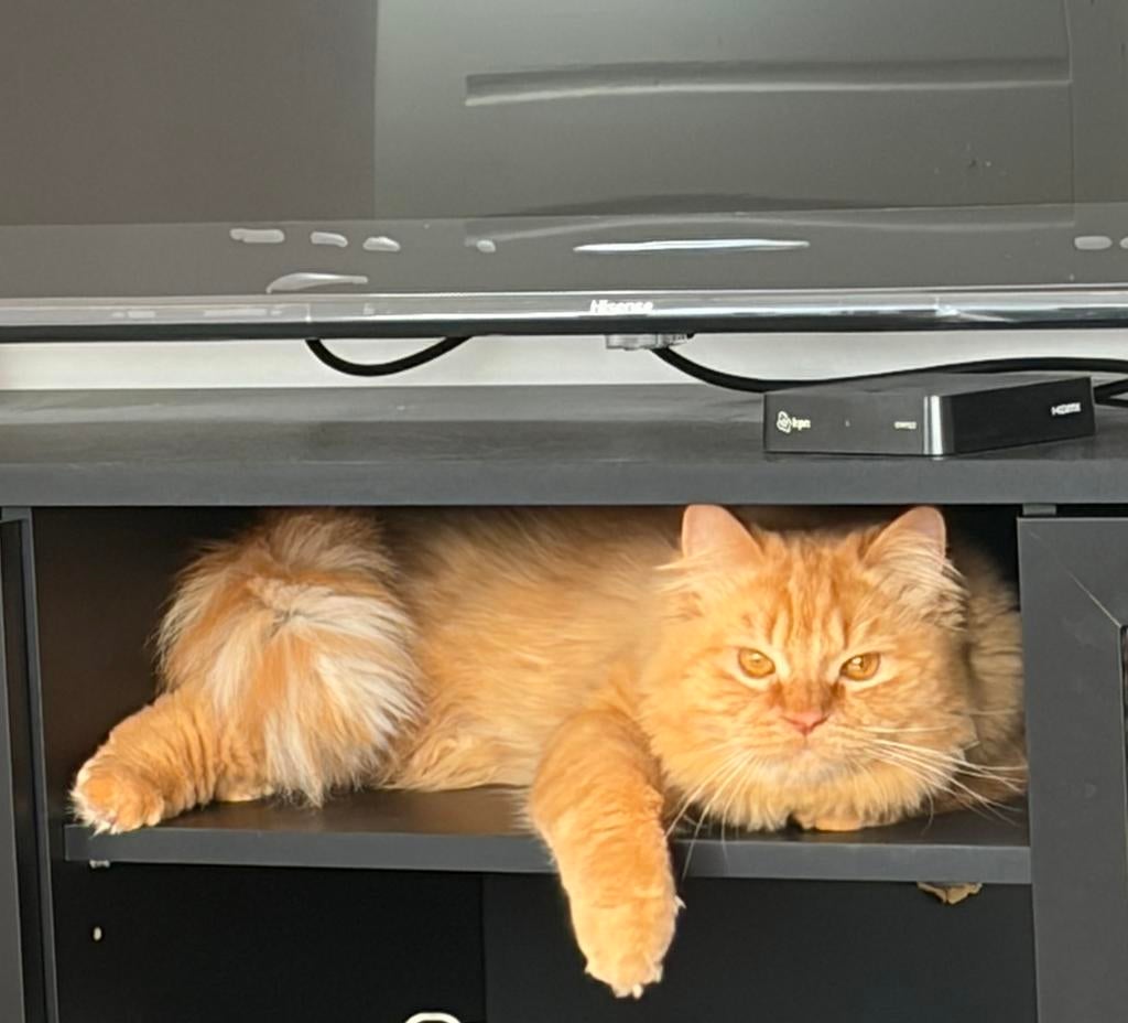 Ervaren dekkater Maine Coon mix direct succes, lief., Dieren en Toebehoren, Katten en Kittens | Dekkaters, 0 tot 2 jaar