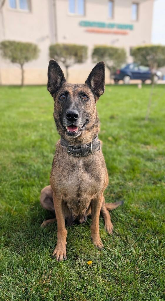 Maru Mechelse Herder teef, Dieren en Toebehoren, Parvo, 6 jaar of ouder, Particulier, Buitenland