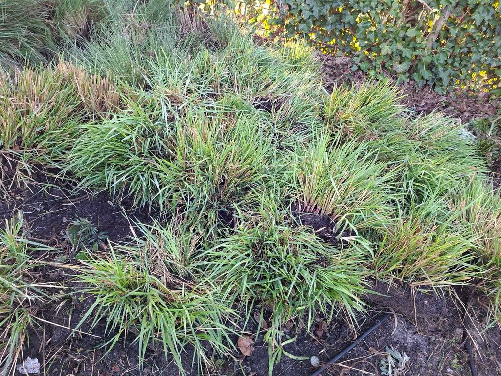 Miscanthus, diverse soorten. (Siergras), Ophalen, Siergrassen