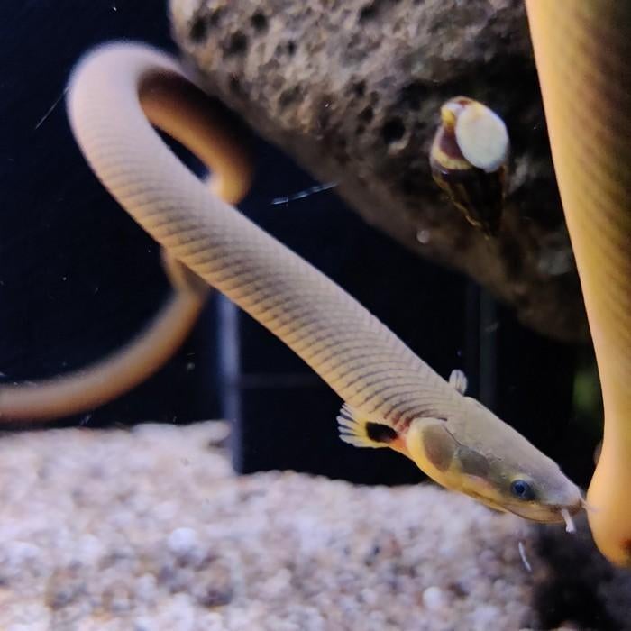 Erpetoichthys calabaricus, Dieren en Toebehoren, Vissen | Aquariumvissen, Vis