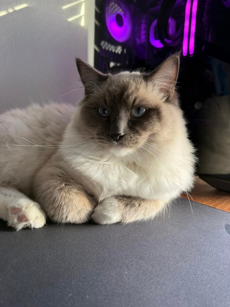 Ragdoll kater, Dieren en Toebehoren, Kater, Ingeënt, 0 tot 2 jaar