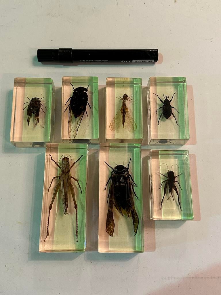 Vintage insecten in Hars epoxy  uit jaren 70, Dieren en Toebehoren, Overige soorten