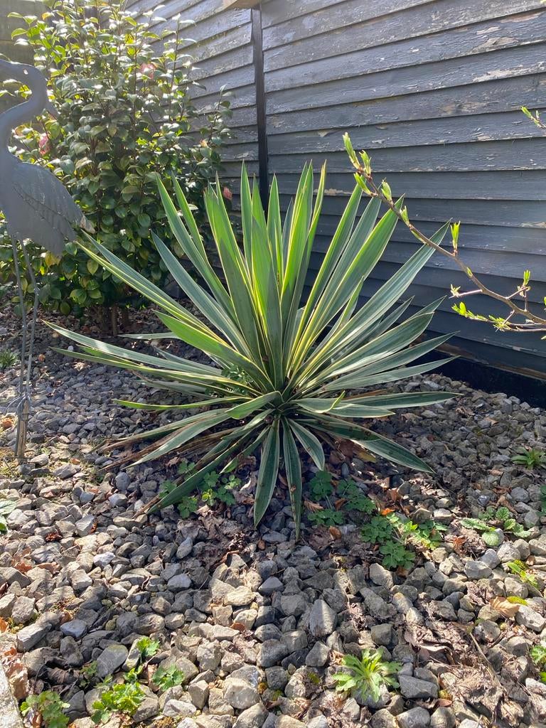 Palm lelie, Volle zon, Vaste plant, Bloeit niet, Ophalen