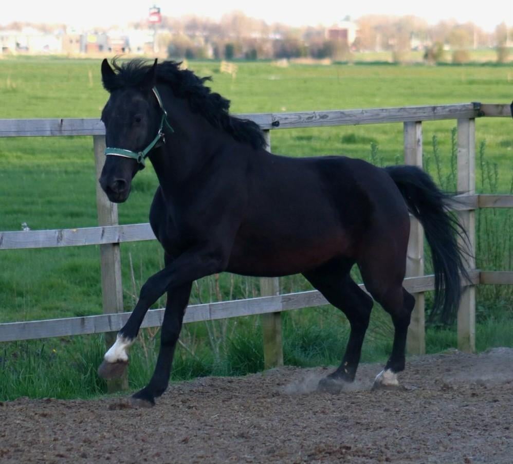 Prachtige zwarte E-pony. Heel lief met de looks!, Zadelmak, 3 tot 6 jaar, Merrie, Gechipt