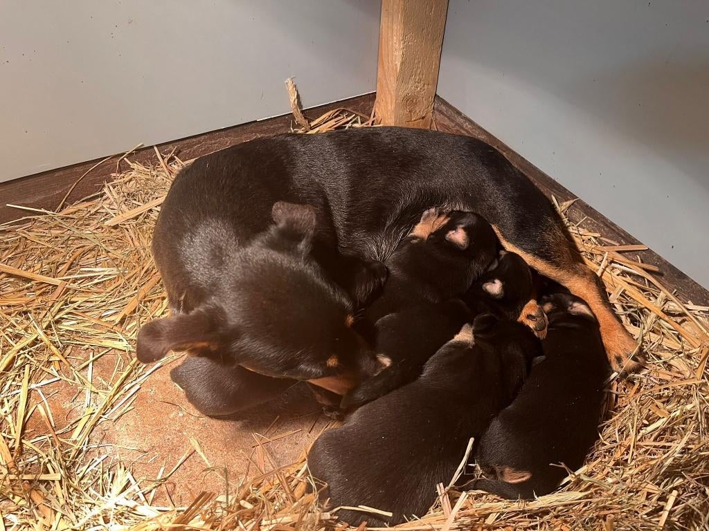 Jack Russell pups black and tan, Jack Russell Terriër, 8 tot 15 weken, Parvo, Meerdere