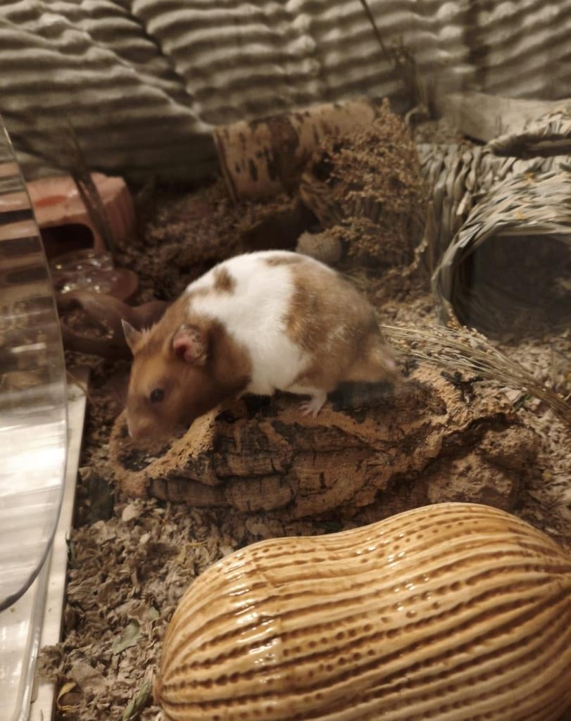 Mannelijke Syrische hamster, Dieren en Toebehoren, Knaagdieren, Augustus, Mannelijk, Hamster