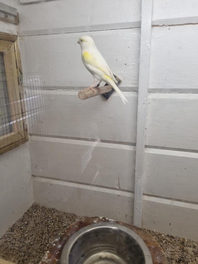 geel mozaiek kanarie,s, Dieren en Toebehoren, Vogels | Kanaries, Meerdere dieren, Kleurkanarie