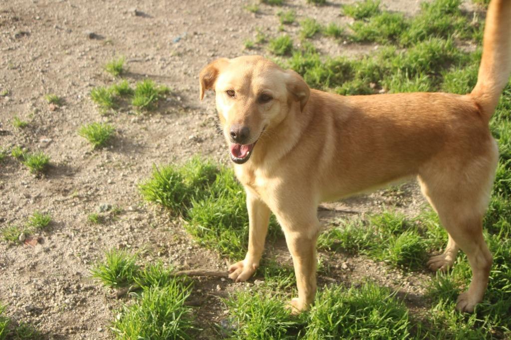 Waar mag deze leuke spontane dame Esra komen wonen?, Dieren en Toebehoren, Honden | Niet-rashonden, Middel, Teef, Particulier