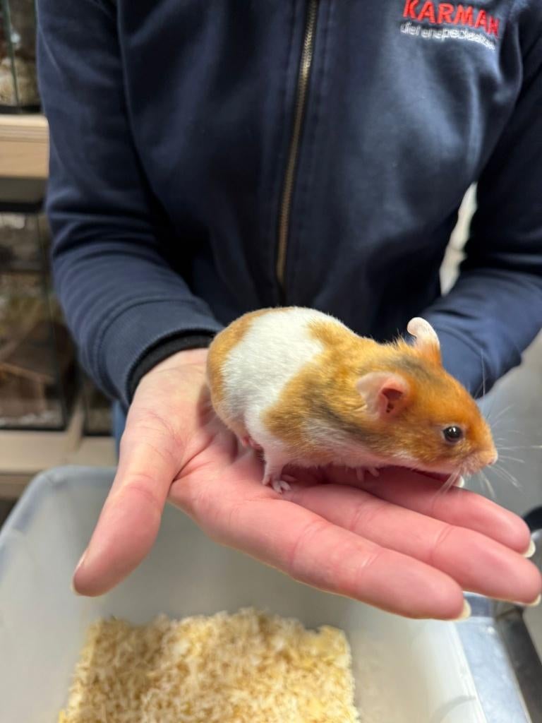 Te koop lieve jonge goudhamsters / Syrisch hamsters, Hamster, December, Vrouwelijk, Tam