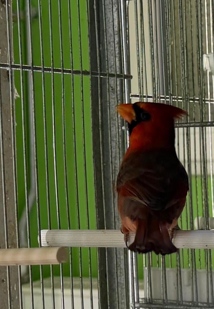 Kardinal  kardinal man 2025, Dieren en Toebehoren, Vogels | Overige Vogels, Mannelijk, Wildzangvogel, Geringd