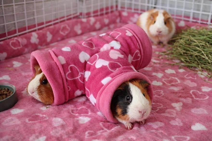 ** Handgemaakte 3 weg tunnel voor cavia's NIEUW, Dieren en Toebehoren, Engelberterweg 65 9723EK groningen, Www.Karinasdierenwebshop.nl