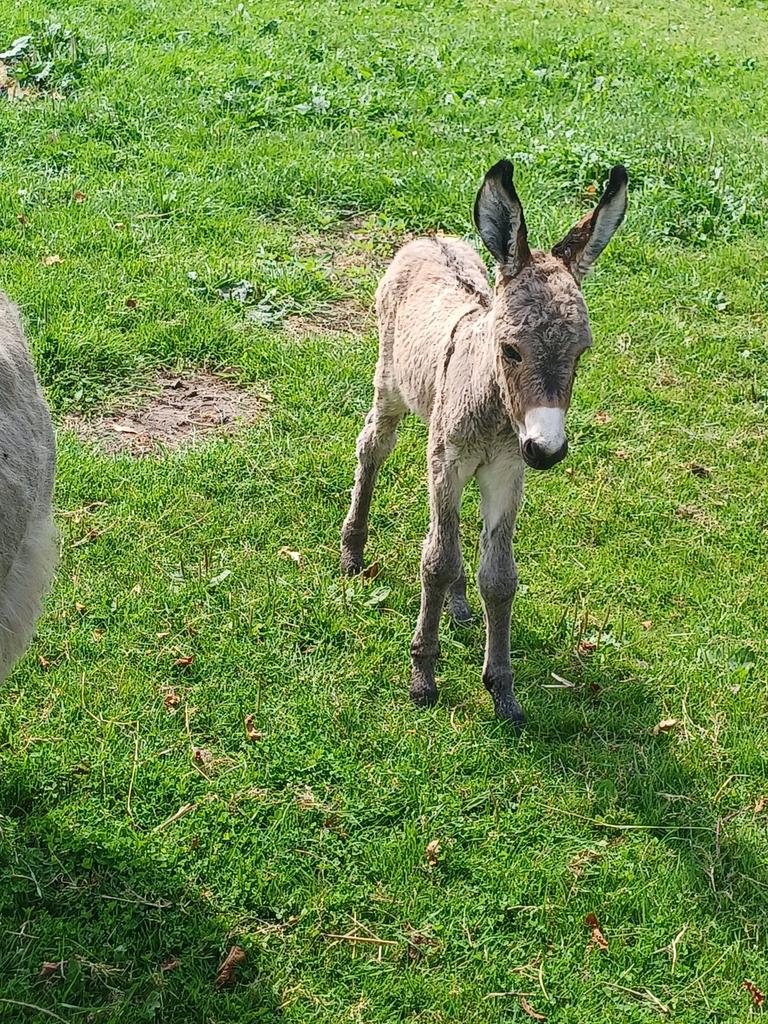Jong ezel hengstje van 1 jaar zoekt een 5 sterren huisje️, Dieren en Toebehoren, Overige Dieren, Juli, Mannelijk