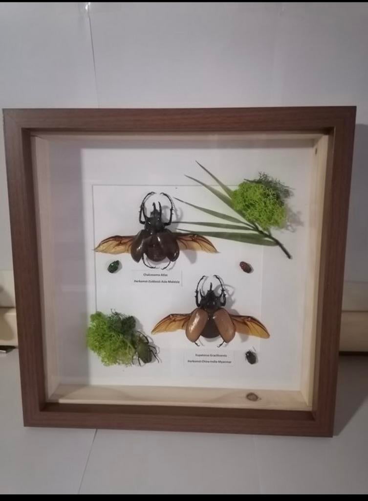 Taxidermie, kevers, Verzamelen, Ophalen of Verzenden, Zo goed als nieuw, Opgezet dier