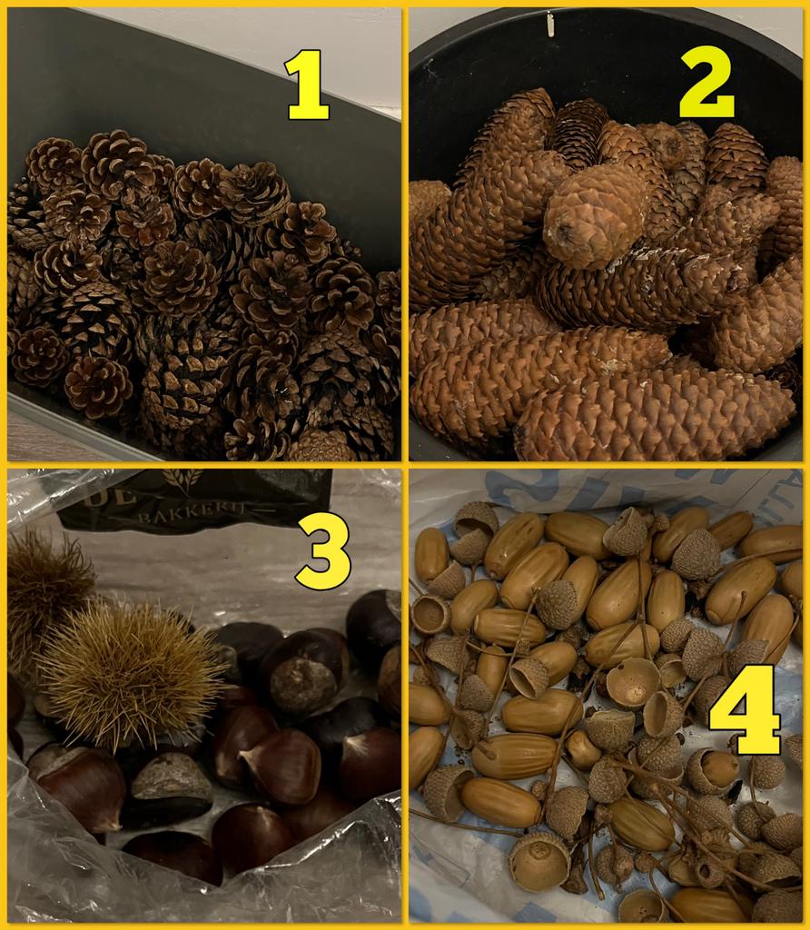 Dennenappels, eikels en kastanjes, Ophalen