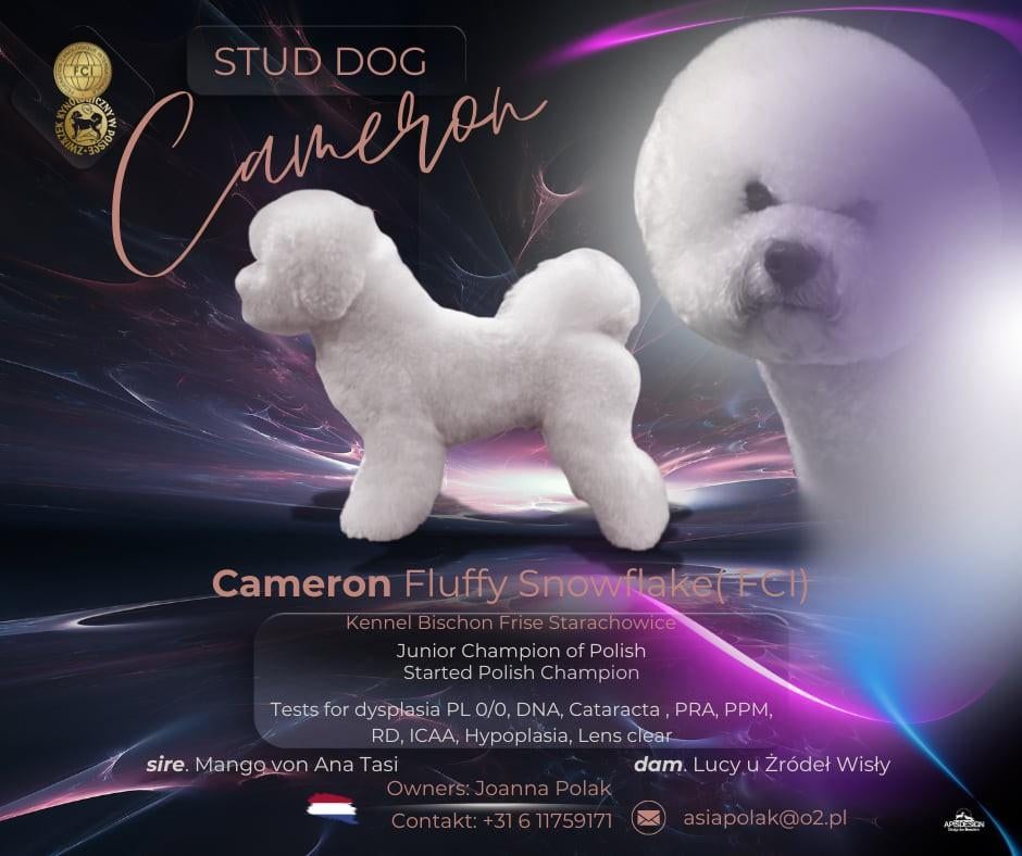 Bichon Frise STUD DOG ,FCI -stamboom, Dieren en Toebehoren, Particulier, Reu, 1 tot 2 jaar, Buitenland