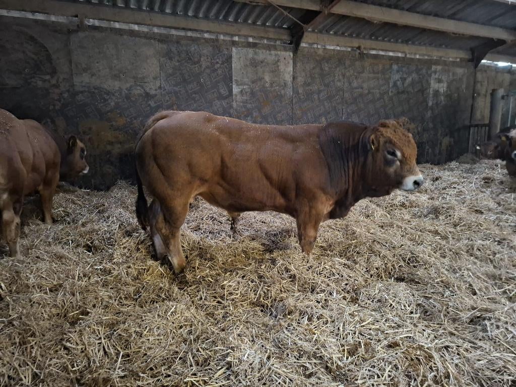 Parthenaise dekstieren, Dieren en Toebehoren, Runderen, Mannelijk, 0 tot 2 jaar