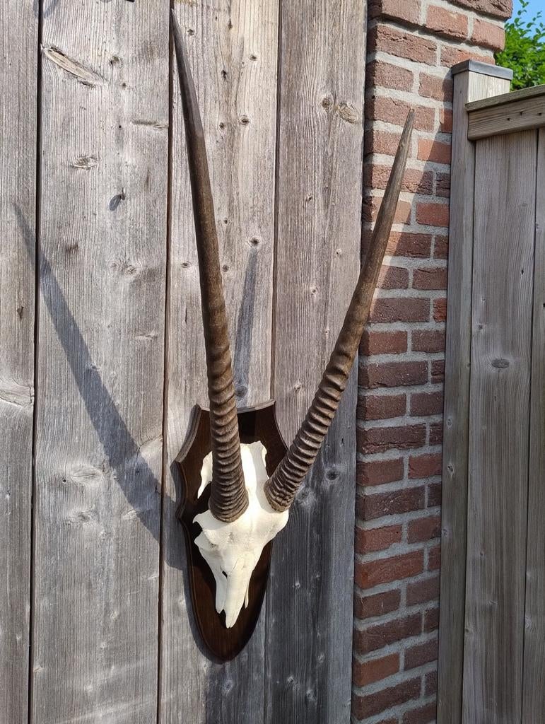 Gemsbok schedel oryx hoorns op schild, Ophalen, Zo goed als nieuw, Schedel