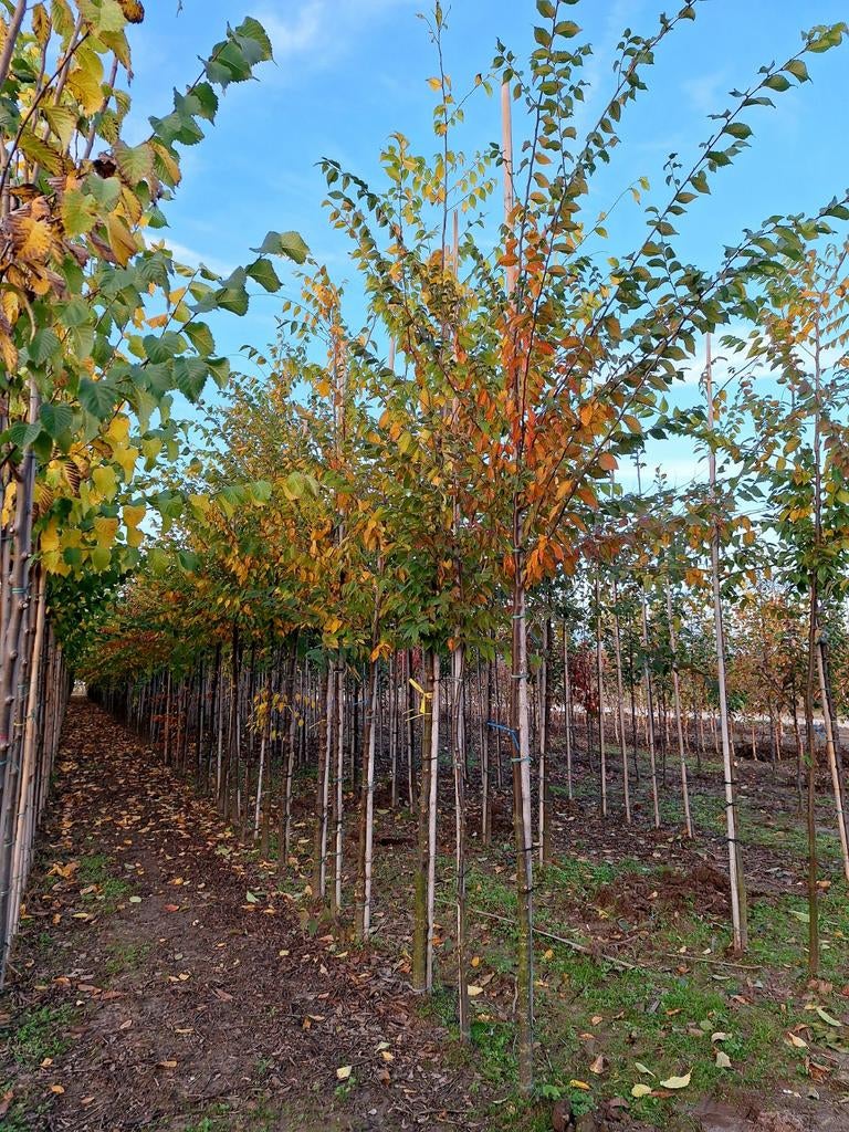 Japanse Schijniep 'Zelkova serrata' 🍀🍁, Tuin en Terras, Planten | Bomen, Ophalen, Bloeit niet, Halfschaduw, Overige soorten