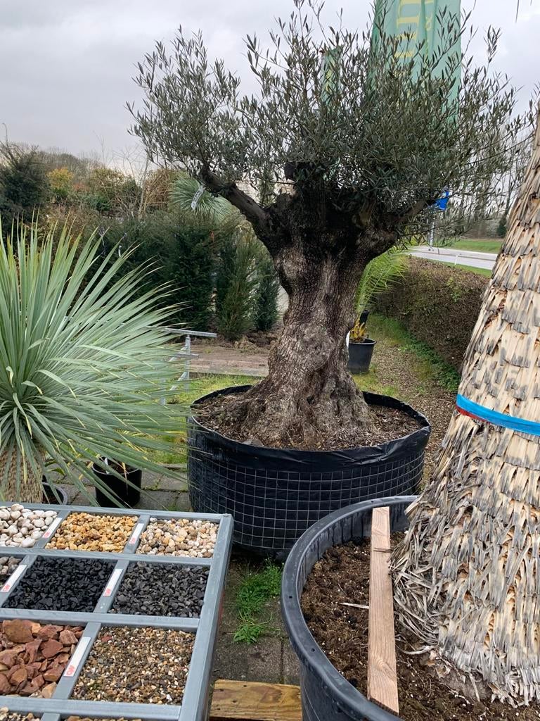 Olijfboom Pata Hojiblanco - 160 jaar oud & winterhard, Ophalen, Volle zon, Vaste plant, Fruitplanten