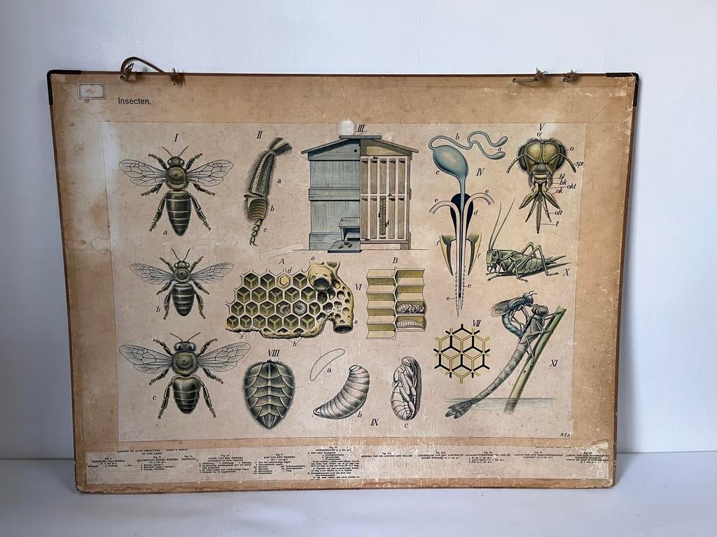Vintage schoolplaat insecten / roofdieren in den winter, Ophalen of Verzenden, Natuur en Biologie