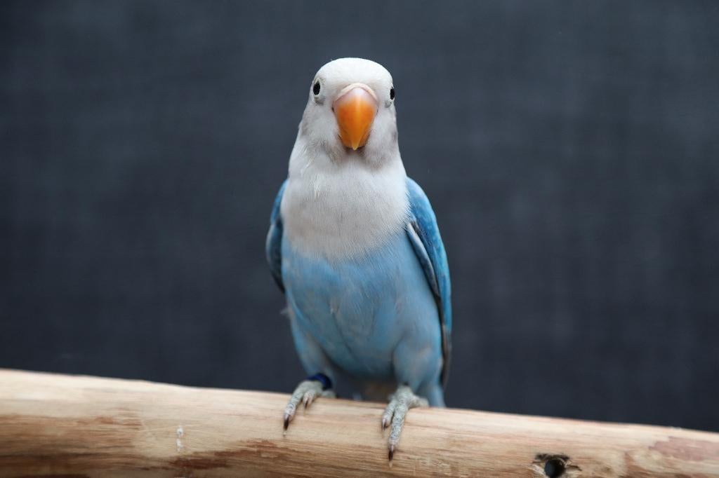 Jonge Baby Agapornis | Fischeri | Div. Kleuren | Handtam, Dieren en Toebehoren, Vogels | Parkieten en Papegaaien, Meerdere dieren