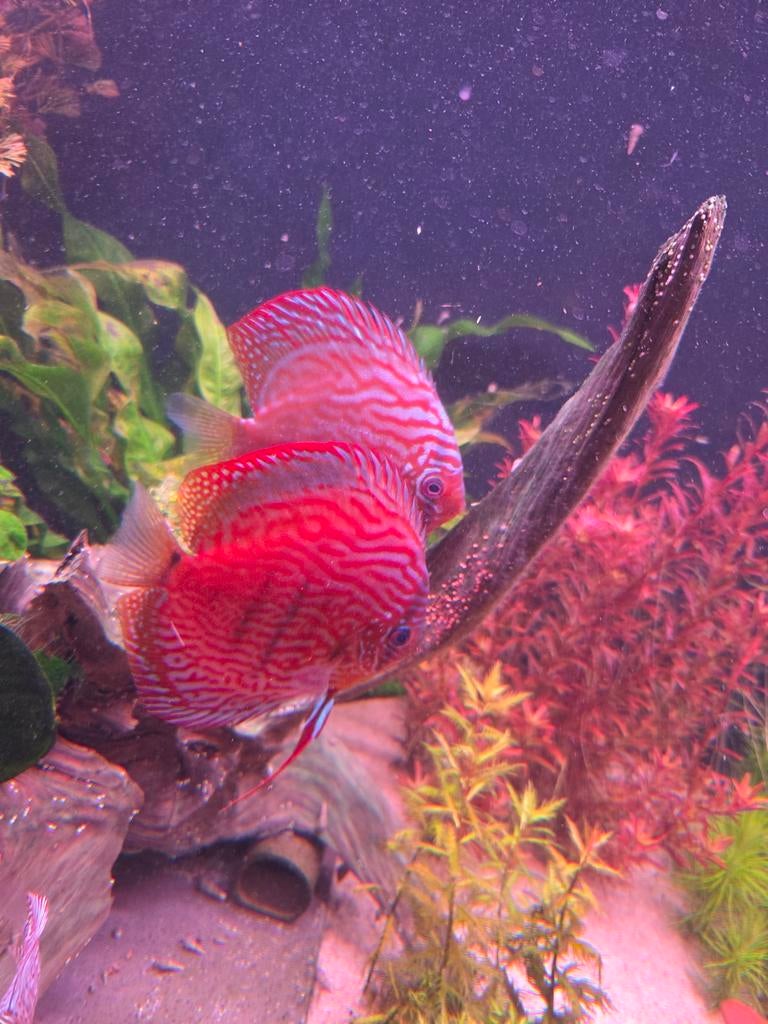 Royal blue discus koppel!, Vis