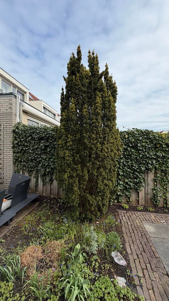 Grote Taxus boom - Ideaal voor haag of solitair, Ophalen, Bloeit niet, Halfschaduw, Overige soorten