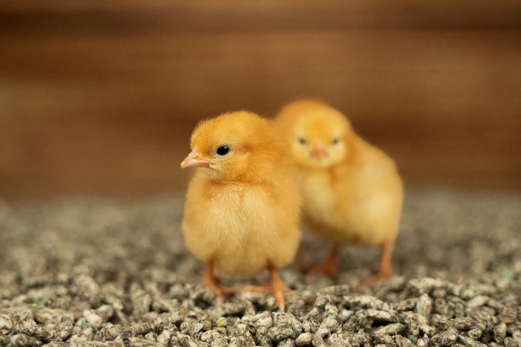 New Hampshire kriel kippenkuikens | Gesekst en Ingeënt, Vrouwelijk, Kip