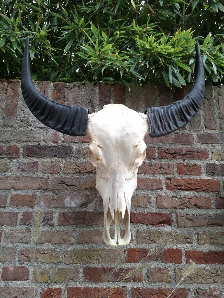 Schedel waterbuffel taxidermy skull buffel opgezet hert, Ophalen, Wild dier, Schedel